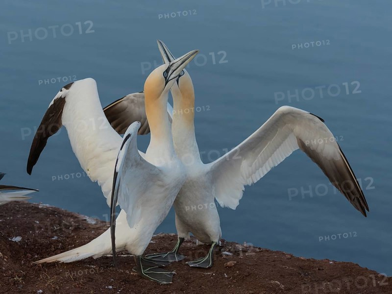 Northern Gannet (Morus bassanus) pair displaying, Schleswig-Holstein, Germany