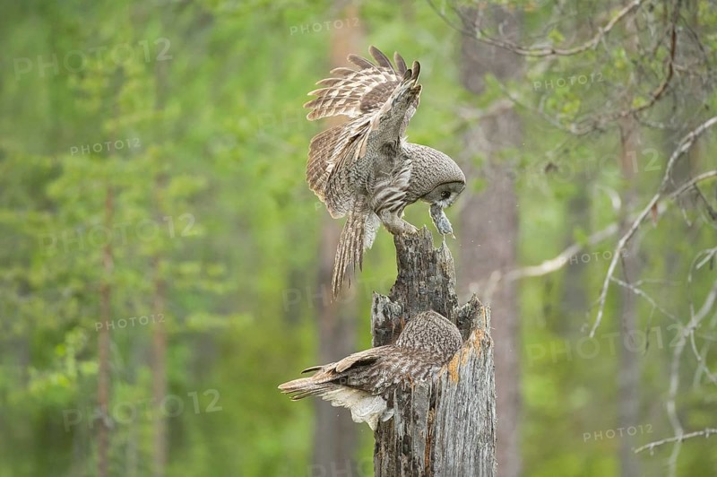 Great Grey Owl (Strix nebulosa) male landing on nest with mouse prey in beak, Suomussalmi, Finland