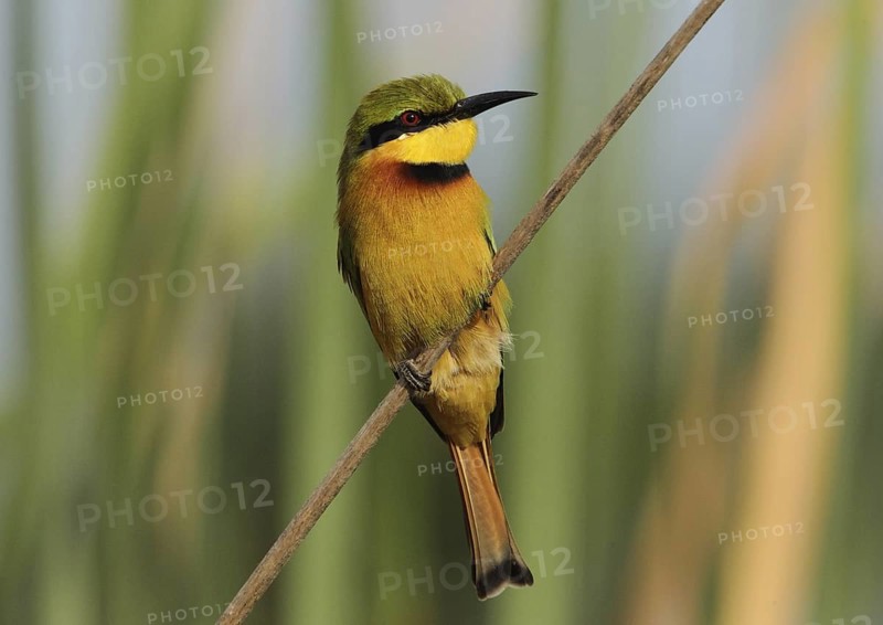 Little Bee-eater (Merops pusillus), Gambia