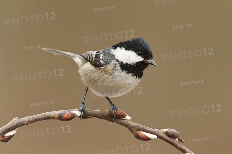 Coal Tit (Periparus ater), Rhineland-Palatinate, Germany