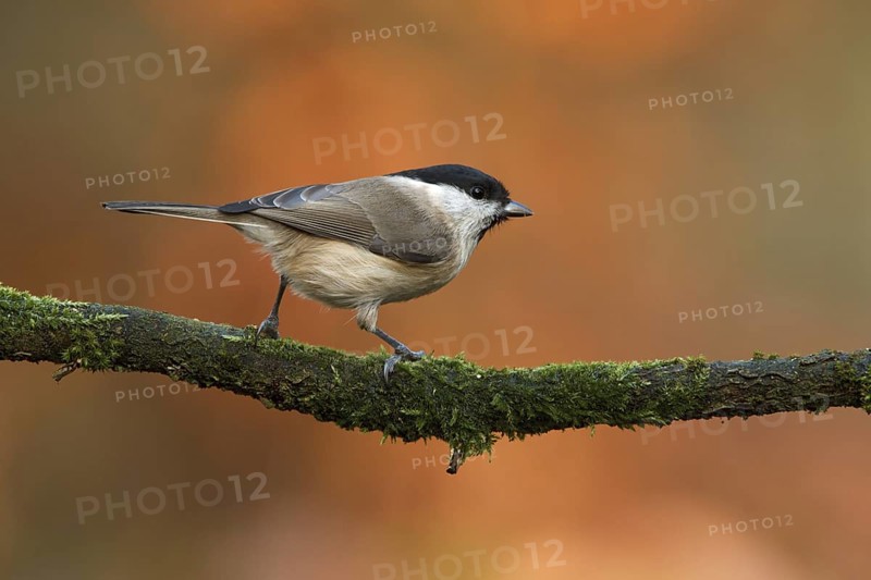Marsh Tit (Poecile palustris), Utrecht, Netherlands