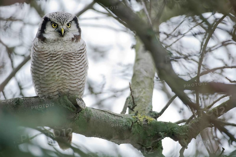 Northern Hawk-Owl (Surnia ulula), Saxony, Germany