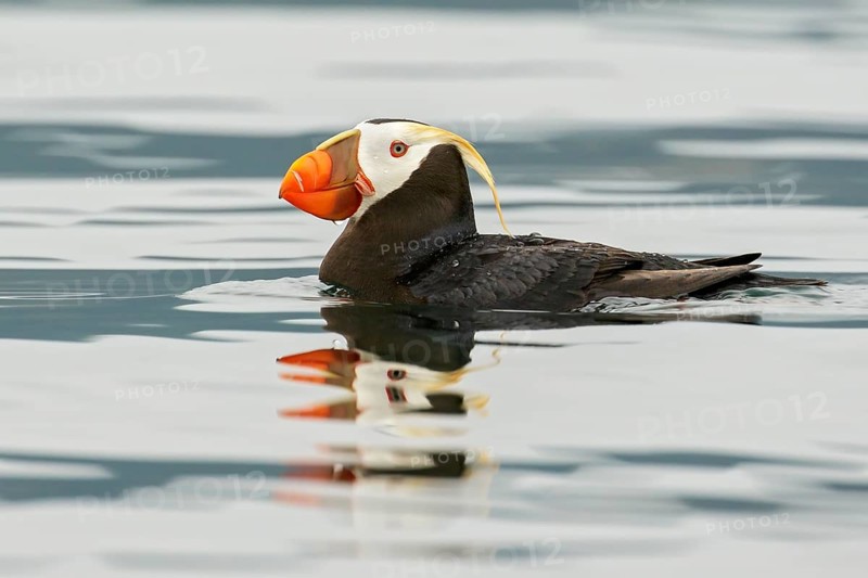 Tufted Puffin (Fratercula cirrhata) swimming on the ocean near the coast of Washington State, USA