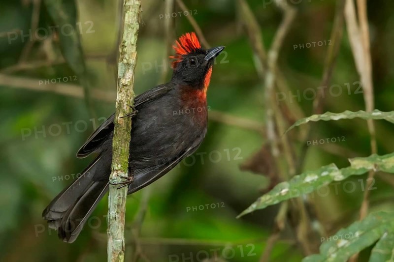Sooty Ant Tanager (Habia gutturalis) perched on a branch in the mountains of Colombia, South America