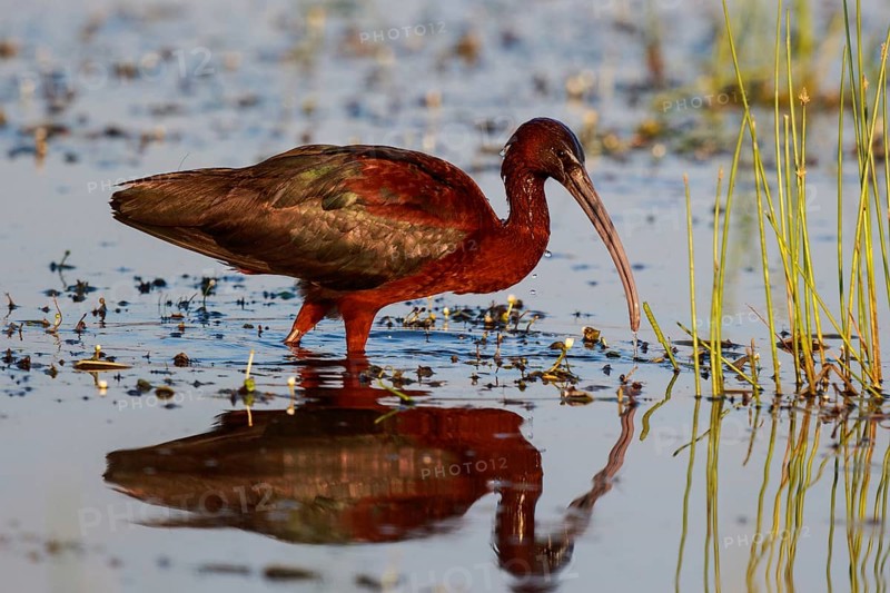 Glossy Ibis (Plegadis falcinellus) foraging, Lesvos, Greece