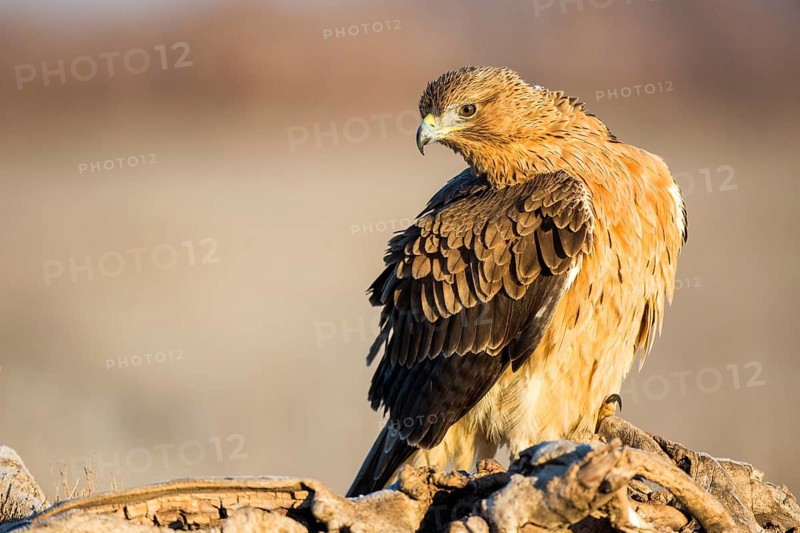 Bonelli's Eagle (Aquila fasciata) juvenile, Castile-La Mancha, Spain
