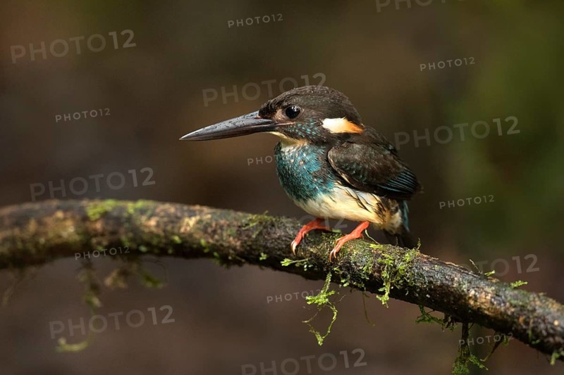 Blue-banded Kingfisher (Alcedo euryzona) male perched on a branch, Selangor, Malaysia