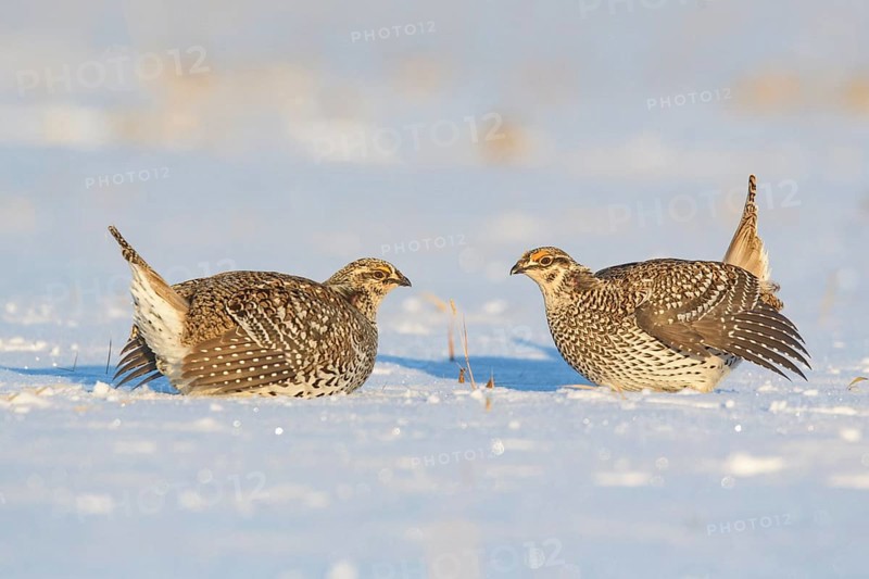 Sharp-tailed Grouse (Tympanuchus phasianellus), Minnesota, USA