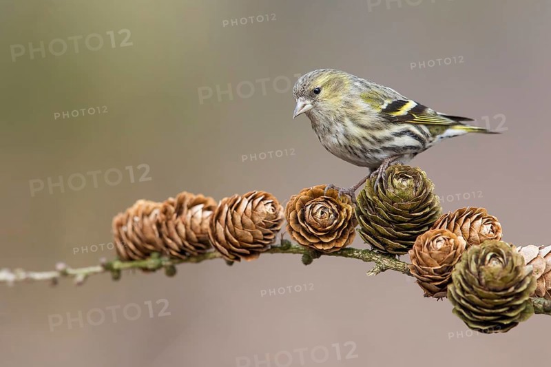 Eurasian Siskin (Spinus spinus) female perched on a branch, Poland