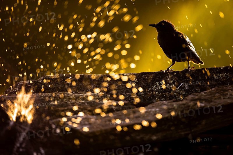Spotless Starling (Sturnus unicolor), Extremadura, Spain