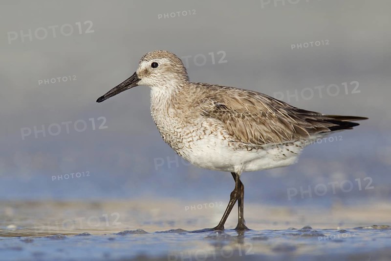 Red Knot (Calidris canutus), Florida, USA
