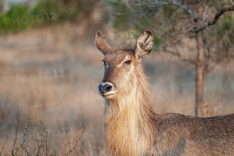Elliptic waterbuck (Kobus ellipsipiprymnus), portrait female waterbuck, Kruger National Park, South Africa