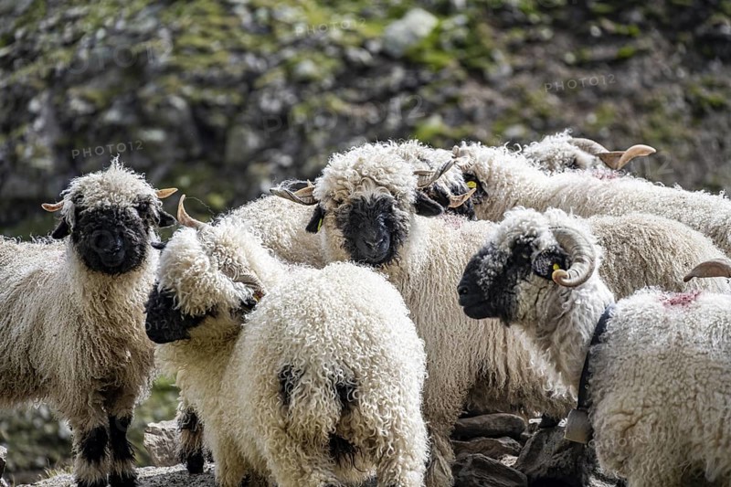 Valais Blacknose sheep (Ovis gmelini aries), group, high alpine mountain valley, Obere Senner Egete, Stubai Alps, near Ridnaun, South Tyrol, Italy