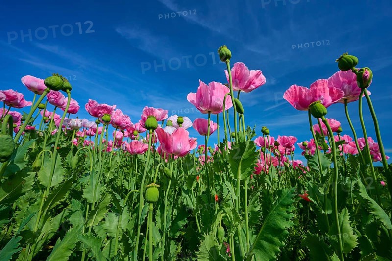 Opium poppy (Papaver somniferum), pink poppies against blue sky, summer, Germerode, Geo nature park Park Frau-Holle-Land, Hoher Meissner, Hesse, Germany