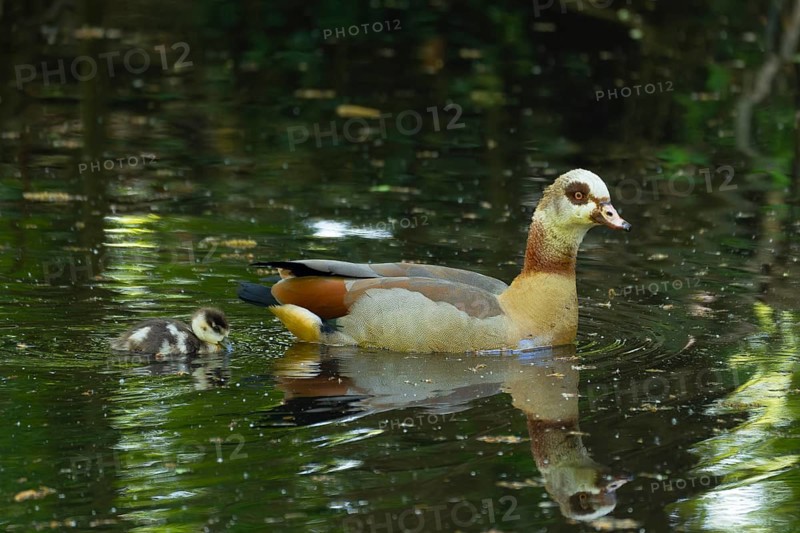 A Nile Goose (Alopochen aegyptiaca) swims comfortably with a chick on a pond in the forest, animal photo, nature photo, wildlife, fauna, Neustadt am Rübenberge, Hanover Region, Lower Saxony, Germany