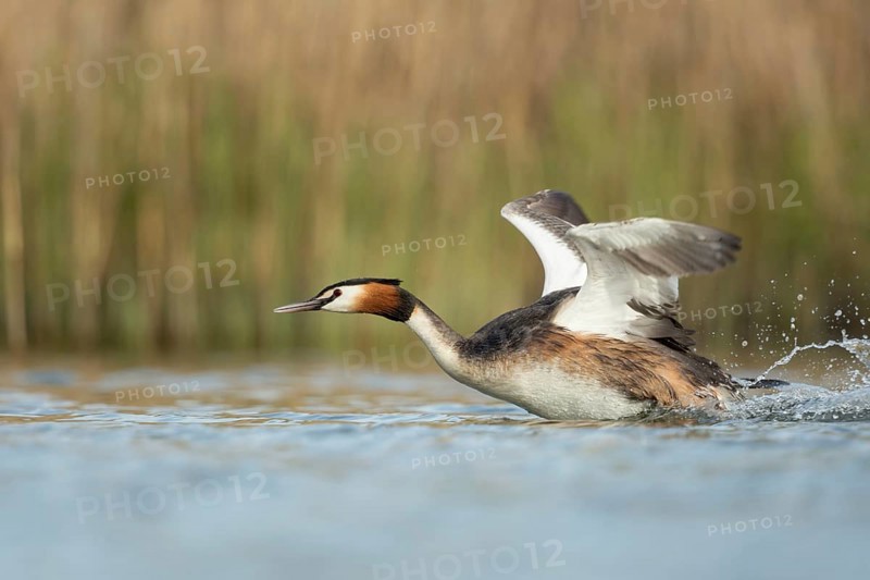 Territorial behaviour... Great Crested Grebe (Podiceps Scalloped ribbonfish) sprints, runs across the water with powerful wing beats, chases away a competitor, attacks, is in a hurry, shows threatening behaviour, imposing behaviour, waterfowl, native nature, Lower Rhine, Rhineland, North Rhine-Westphalia, Germany, Western Europe