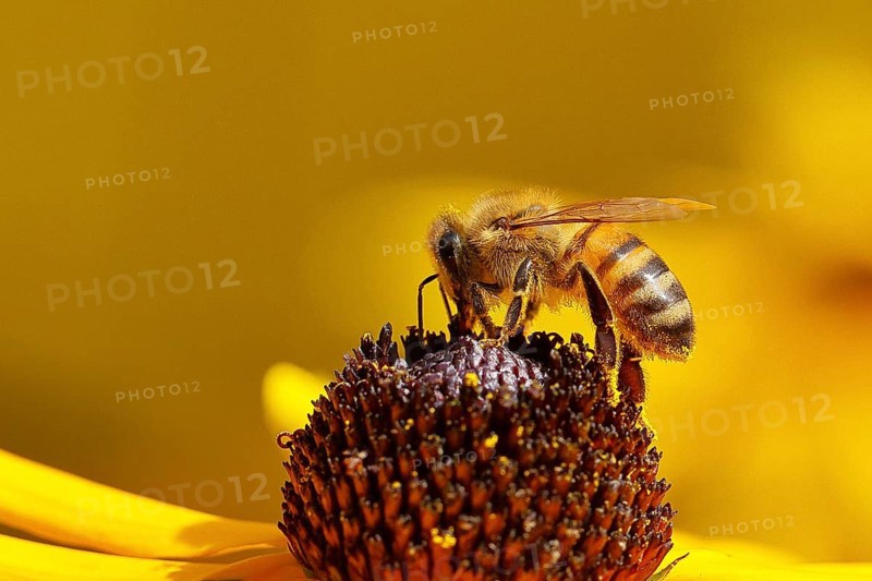 European honey bee (Apis mellifera), collecting nectar from a yellow coneflower (Echinacea paradoxa), Wilnsdorf, North Rhine-Westphalia, Germany