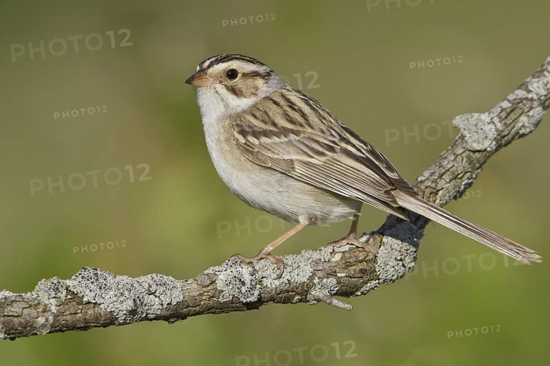 Clay-colored Sparrow (Spizella pallida), Manitoba, Canada