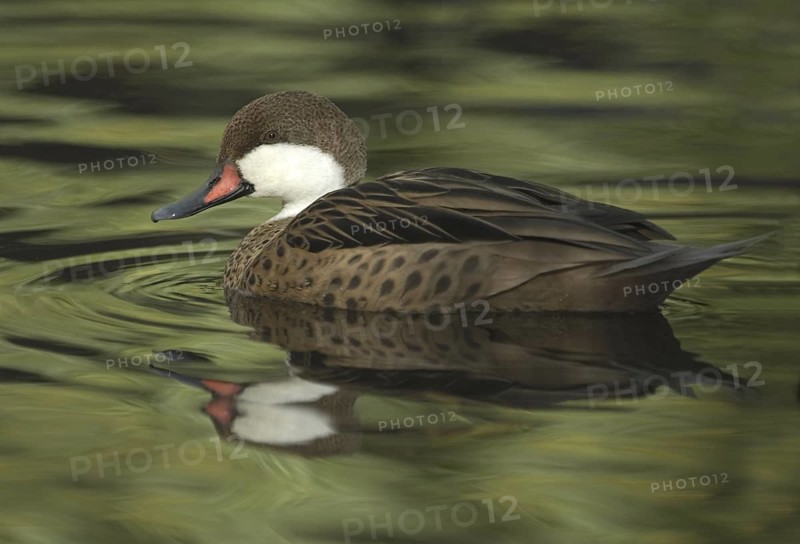 White-cheeked Pintail (Anas bahamensis), British Columbia, Canada
