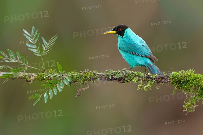 Male Green Honeycreeper (Chlorophanes spiza) - at Laguna Lagarto Lodge near Boca Tapada, Costa Rica