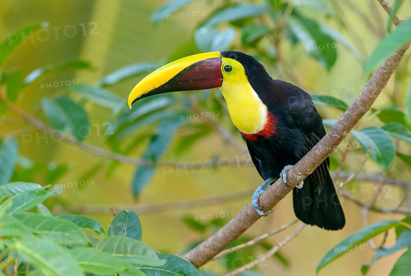Black-manabilled Toucan (Ramphastos ambiguus) - at Laguna Lagarto Lodge near Boca Tapada, Costa Rica