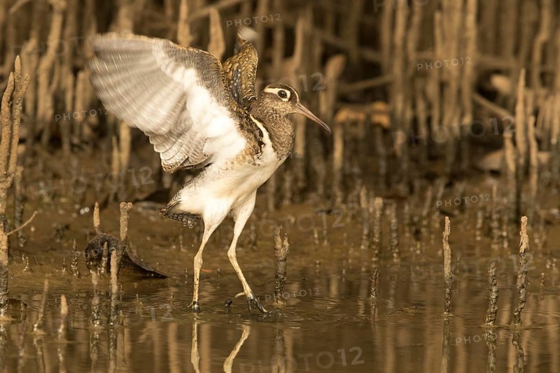 Greater Painted-snipe (Rostratula benghalensis), Gambia