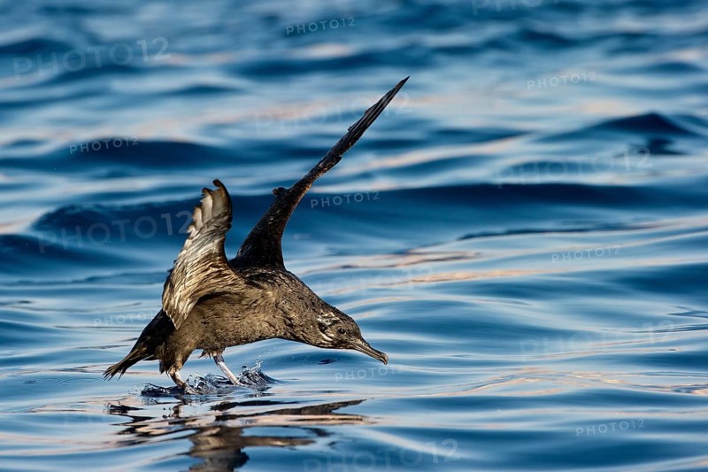 Sooty Shearwater (Ardenna grisea) flying, Eilat, Israel