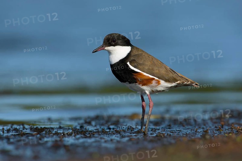 Red-kneed Dotterel (Erythrogonys cinctus) foraging, Victoria, Australia