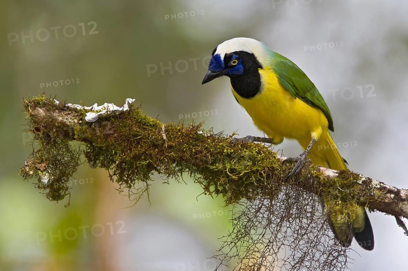 Inca Jay (Cyanocorax yncas), Ecuador