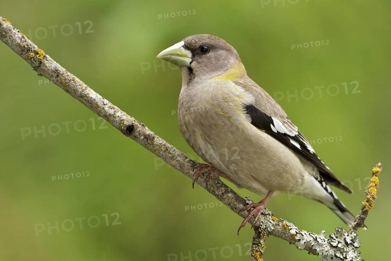 Evening Grosbeak (Hesperiphona vespertina) female, British Columbia, Canada