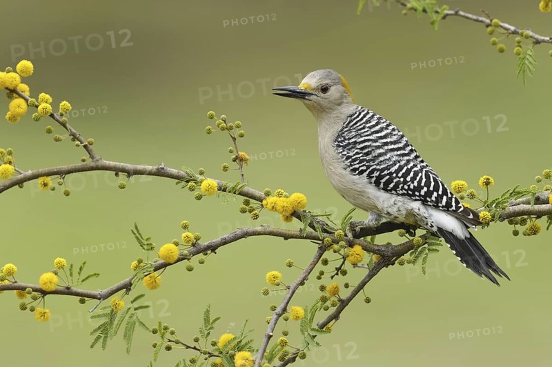 Golden-fronted Woodpecker (Melanerpes aurifrons), Texas, USA