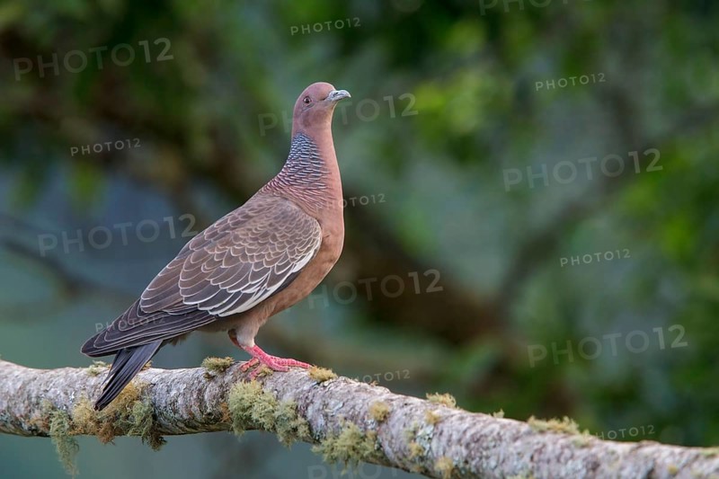 Picazuro Pigeon (Patagioenas picazuro) perched on a branch in the Atlantic rainforest of southeast Brazil
