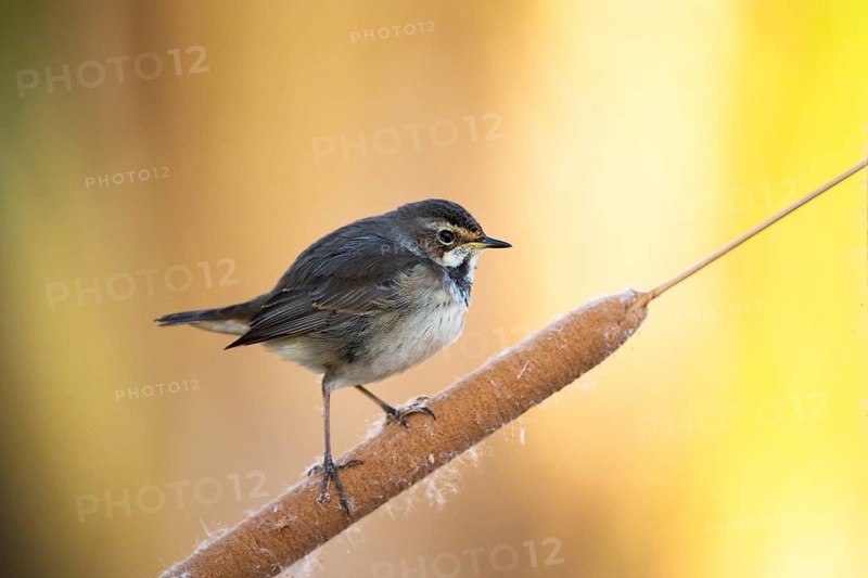 Bluethroat (Luscinia svecica cyanecula) young female perched on cattail, Castile-La Mancha, Spain