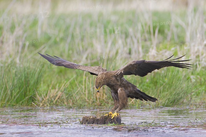 Schreiadler, lat. Aquila pomarina, ist auf einem Baumstumpf im Teich gelandet