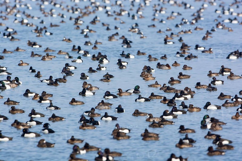 Greater Scaup & Tufted Duck (Aythya marila & Aythya fuligula) huge group on a lake, Mecklenburg-Western Pomerania, Germany