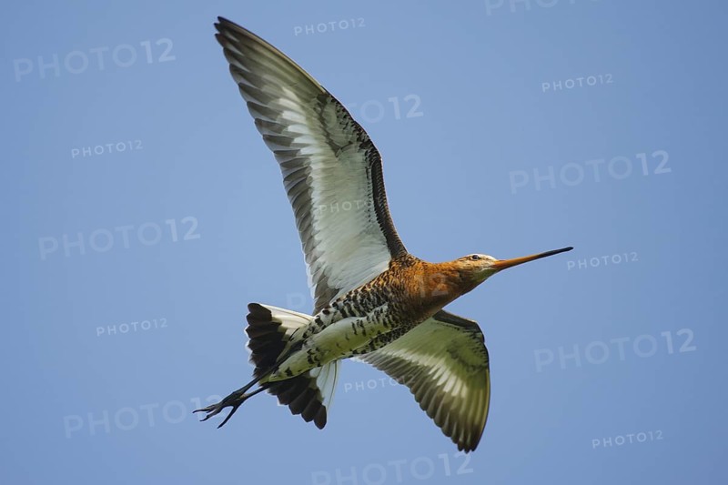 Black-tailed Godwit (Limosa limosa) flying, Netherlands
