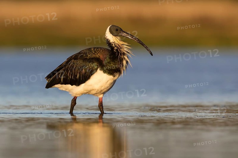 Straw-necked Ibis (Threskiornis spinicollis), Victoria, Australia