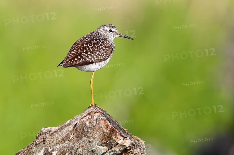 Wood Sandpiper (Tringa glareola), Mecklenburg-Western Pomerania, Germany