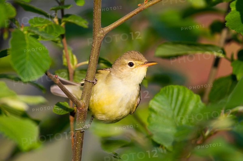 Icterine Warbler (Hippolais icterina), Baden-Wuerttemberg, Germany