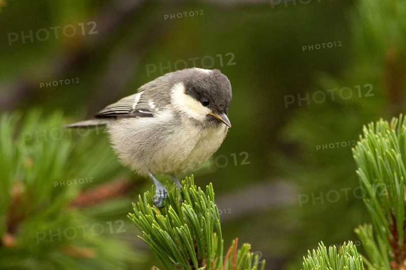 Coal Tit (Periparus ater) juvenile, Liechtenstein