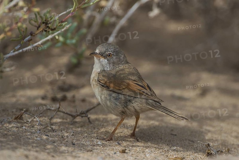 Spectacled Warbler (Sylvia conspicillata) female, Fuerteventura, Spain