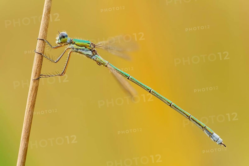 Kleine Binsenjungfer männlich, Lestes virens masculum Small Emerald Damselfly male, Lestes virens masculum