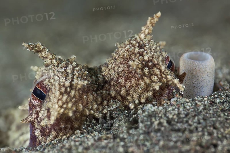 Ader-Oktopus, Amphioctopus marginatus Coconut Octopus, Amphioctopus marginatus