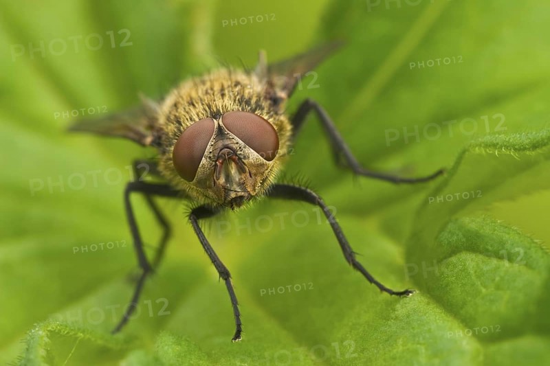 Wurmfliege, Pollenia rudis Common Cluster Fly, Pollenia rudis