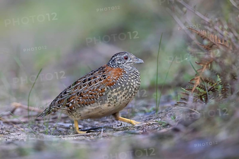 Painted Buttonquail (Turnix varius) female perched on the ground, Victoria, Australia