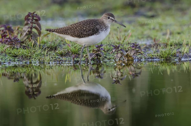 Wood Sandpiper (Tringa glareola), Schleswig-Holstein, Germany