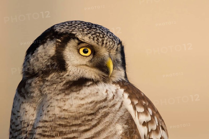 Northern Hawk-Owl (Surnia ulula), Zwolle, Netherlands