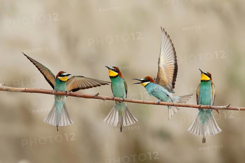 European Bee-eater (Merops apiaster), Piedmont, Italy