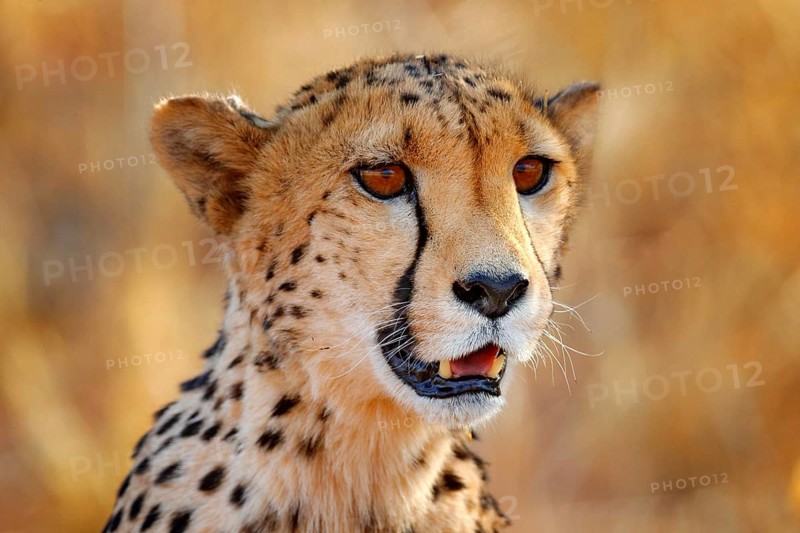 Cheetah face, Acinonyx jubatus, detail close-up portrait of wild cat. Fastest mammal on the land, Etosha NP, Namibia. Wildlife scene from African nature. Beautiful fur coat animal