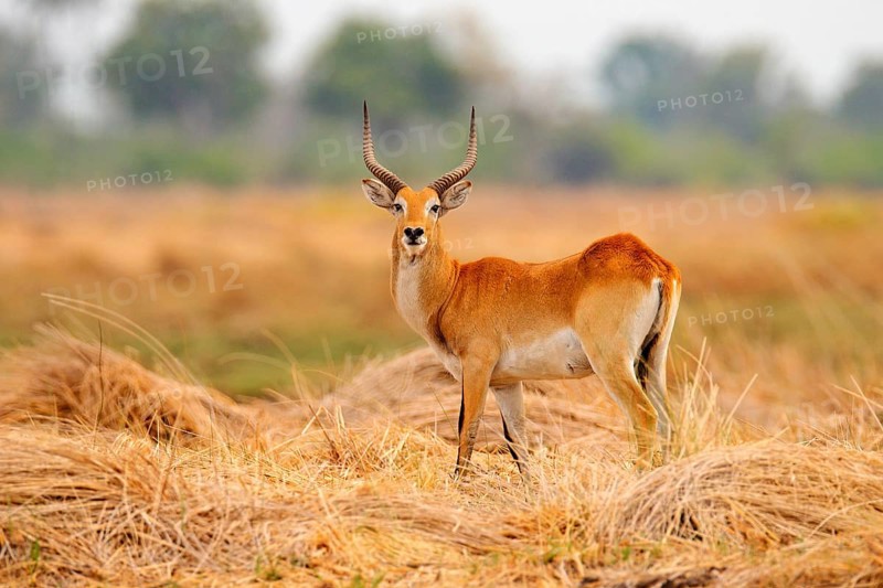 Lechwe, Kobus leche, antelope in the golden grass wetlands with water. Lechve running in the river water, Okavango delta, Botswana in Africa. Wildlife scene from nature